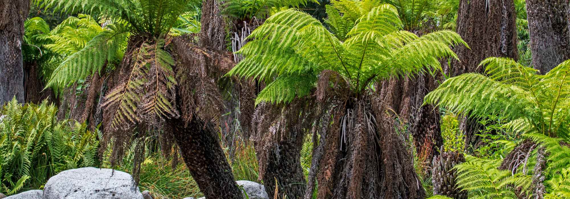 Comment déterminer la rusticité d'une plante ?