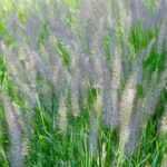 Comment diviser le Pennisetum ?