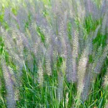 Comment diviser le Pennisetum ?