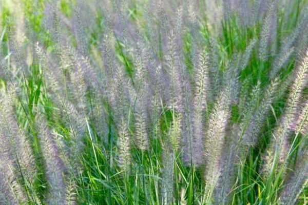 Comment diviser le Pennisetum ?