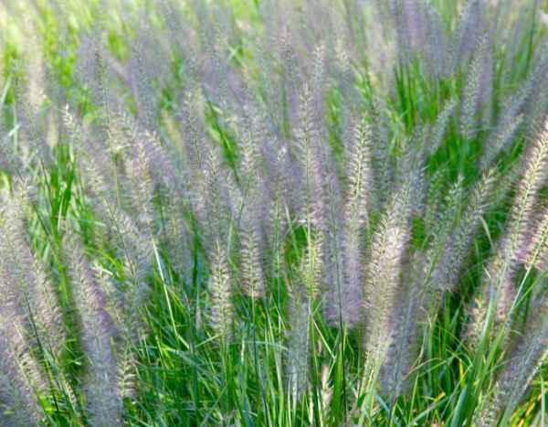 Comment diviser le Pennisetum ?