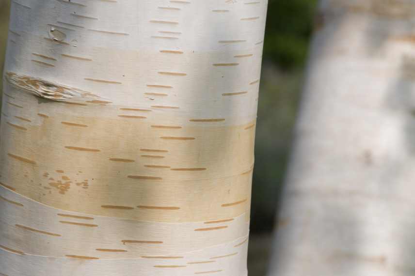 Bouleau de l'Himalaya, Betula utilis var Jacquemontii