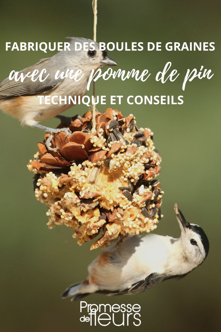 Tuto : Comment faire une boule de graisse pour oiseaux ?