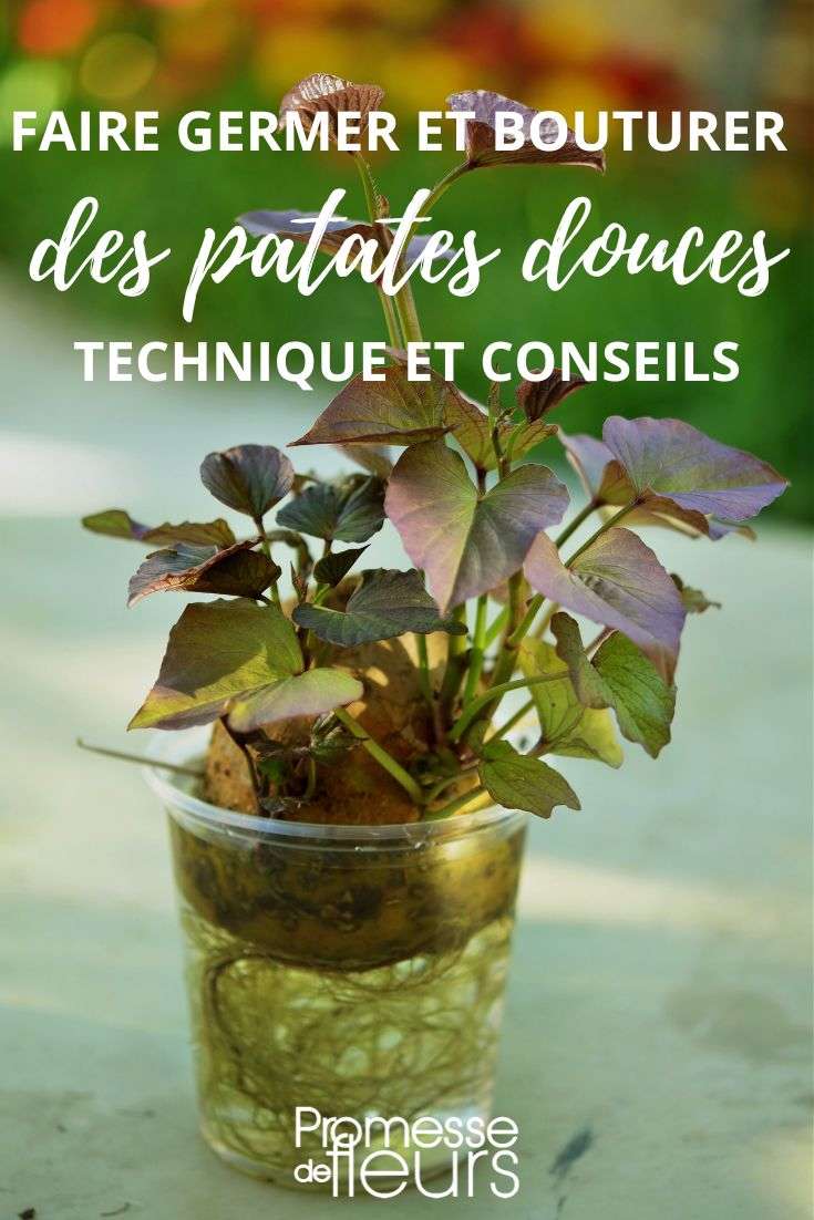 faire germer et bouturer des patates douces