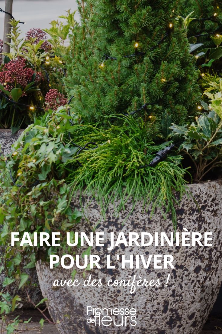 faire une jardiniere pour l hiver avec des coniferes