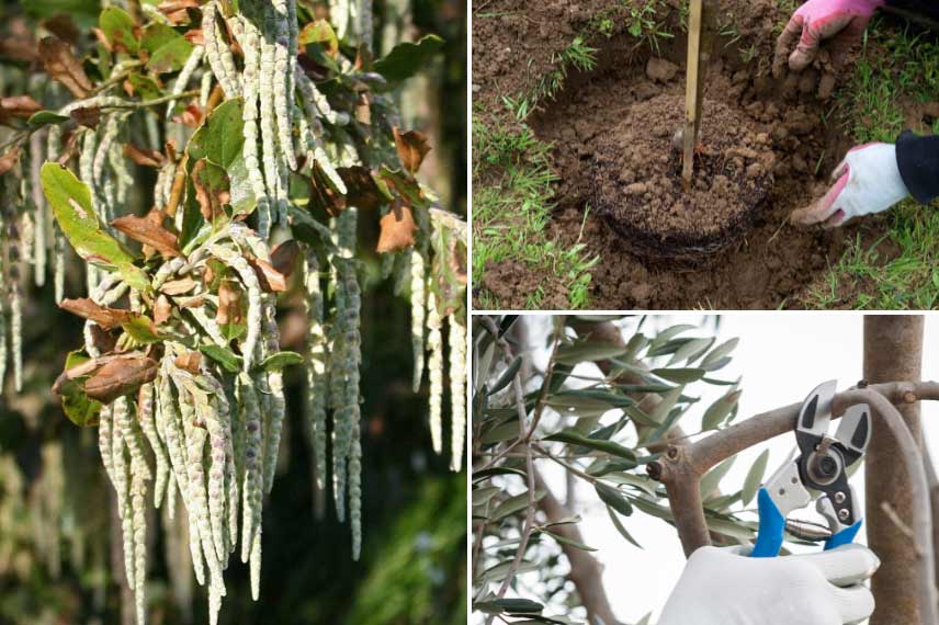 Que faire au jardin en février 