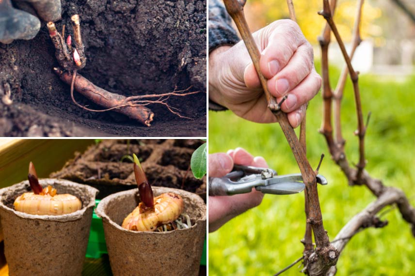 Que faire au jardin en février 