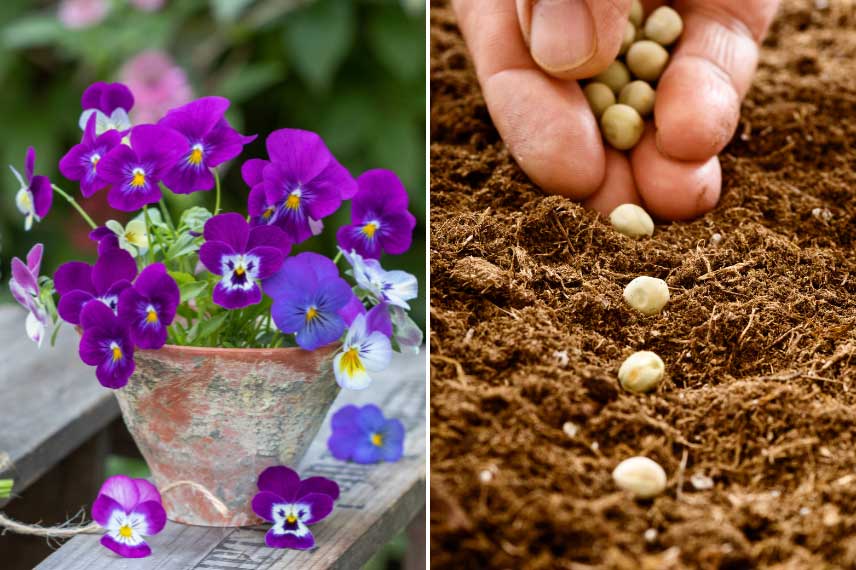 Que faire au jardin en février 