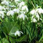 Que faire au jardin en février ?