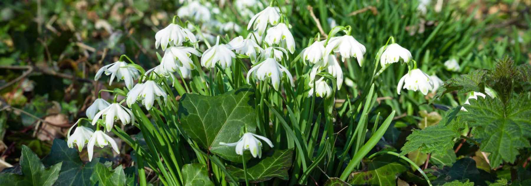 Que faire au jardin en février ?