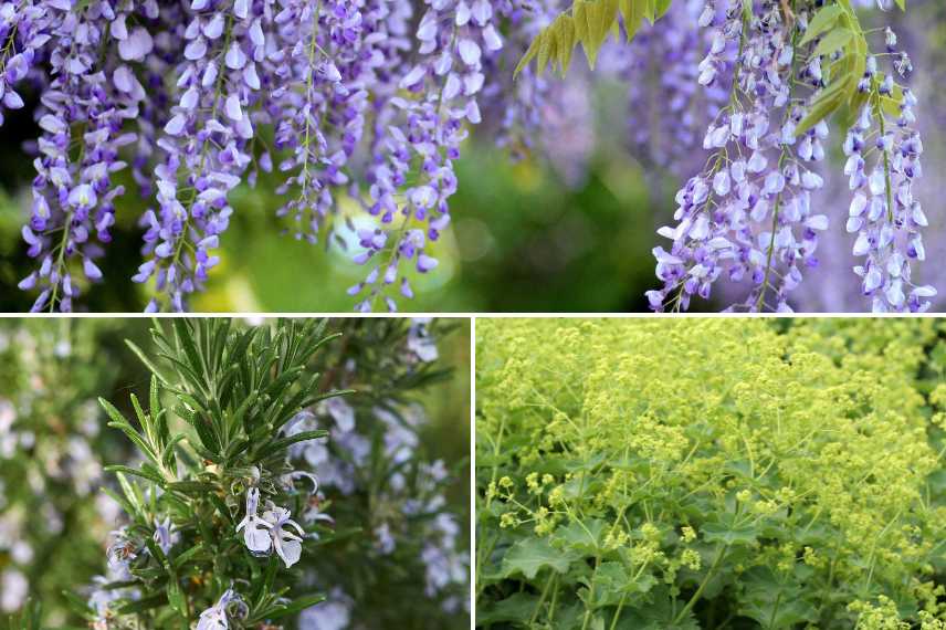 plantes belles toute l'année, jardin beau toute l annee, plantes arbustes vivaces beaux toute l'annee