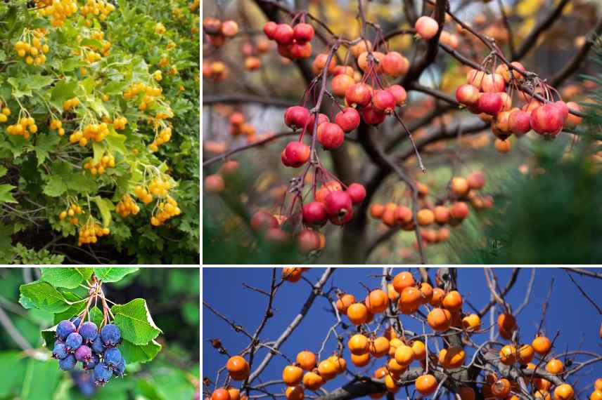 plantes belles toute l'année, jardin beau toute l annee, plantes arbustes vivaces beaux toute l'annee