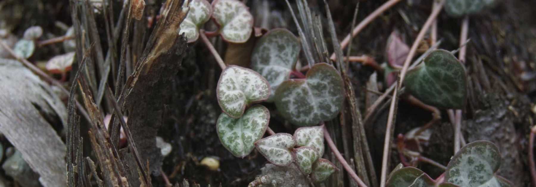 Des plantes au grand cœur : notre sélection spécial Saint-Valentin