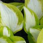 9 Hostas résistants aux limaces