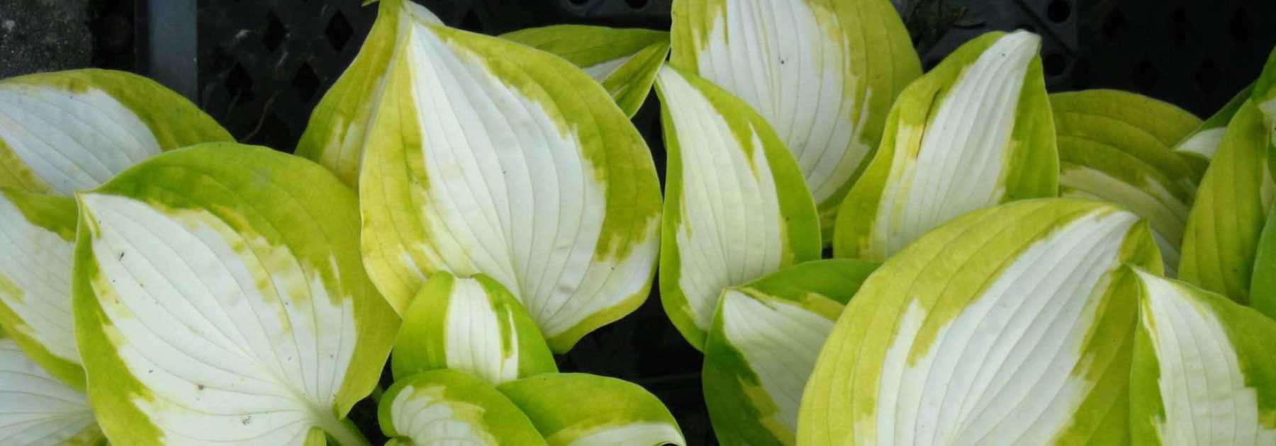 9 Hostas résistants aux limaces