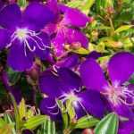 Cultiver le Tibouchina en pot