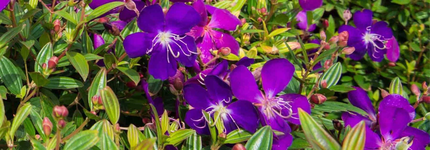 Cultiver le Tibouchina en pot