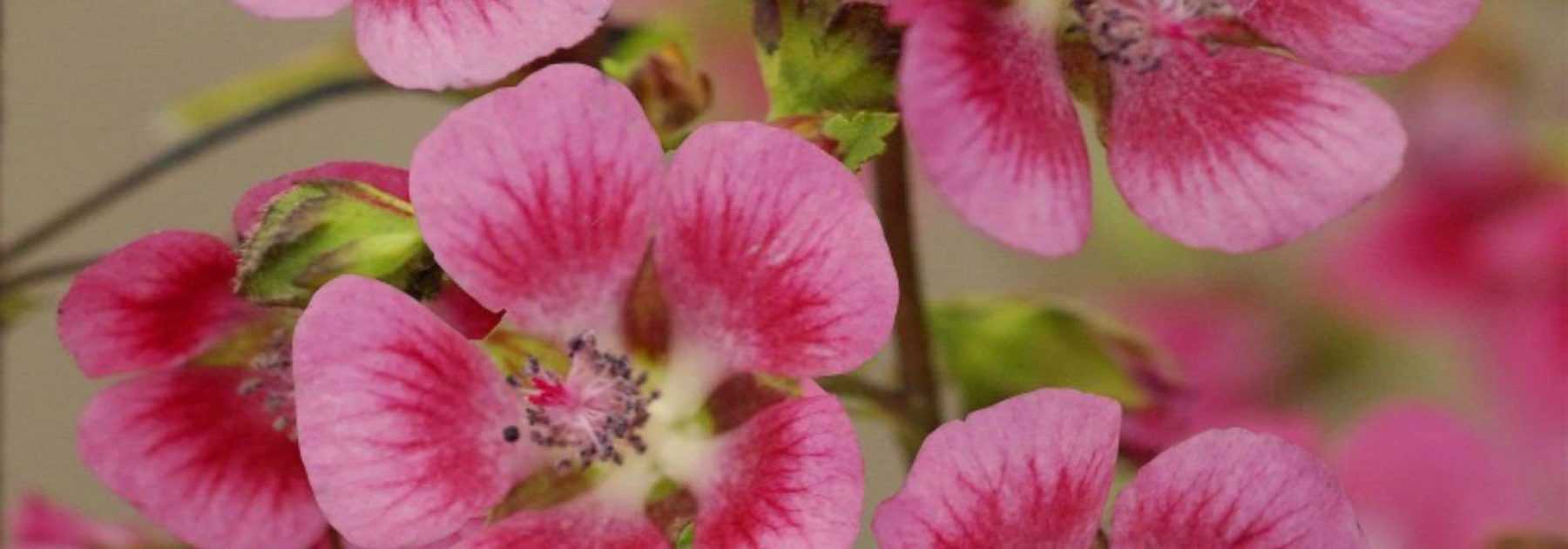 Cultiver l’Anisodontea en pot