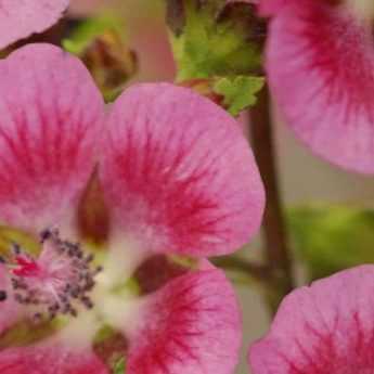 Cultiver l’Anisodontea en pot