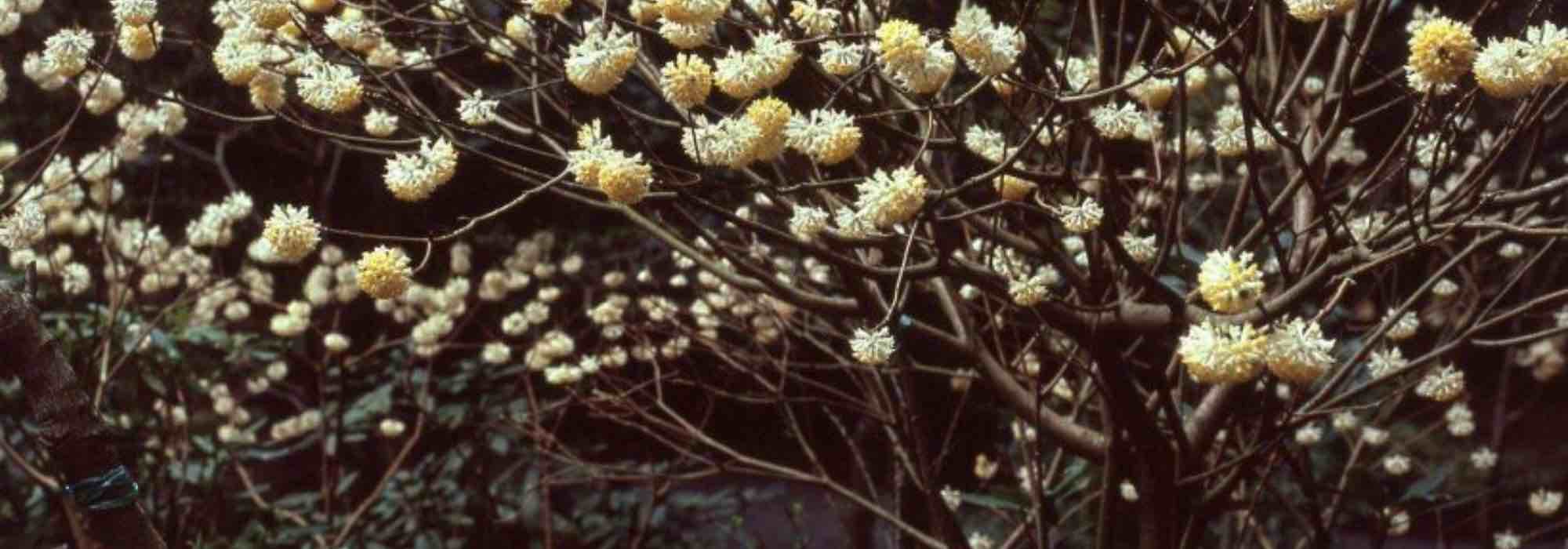 6 arbustes à floraison de fin d’hiver