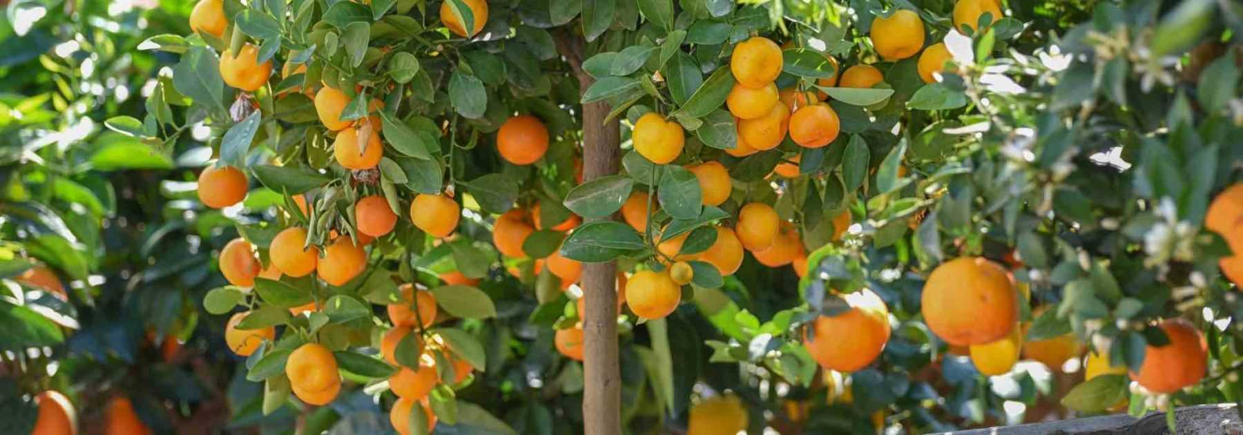 Comment cultiver le calamondin?