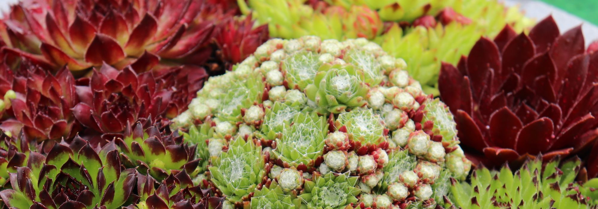 Comment créer une belle composition de plantes grasses ?