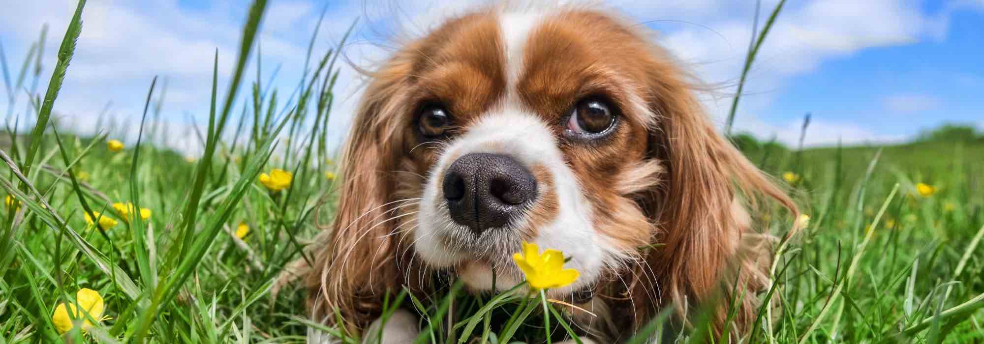 Pelouse et pipi de chien : comment conserver un beau gazon ?