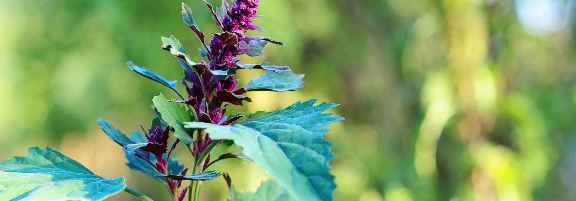 Les légumes et aromatiques qui se ressèment tout seuls