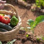 Comment bien choisir l'emplacement du potager ?