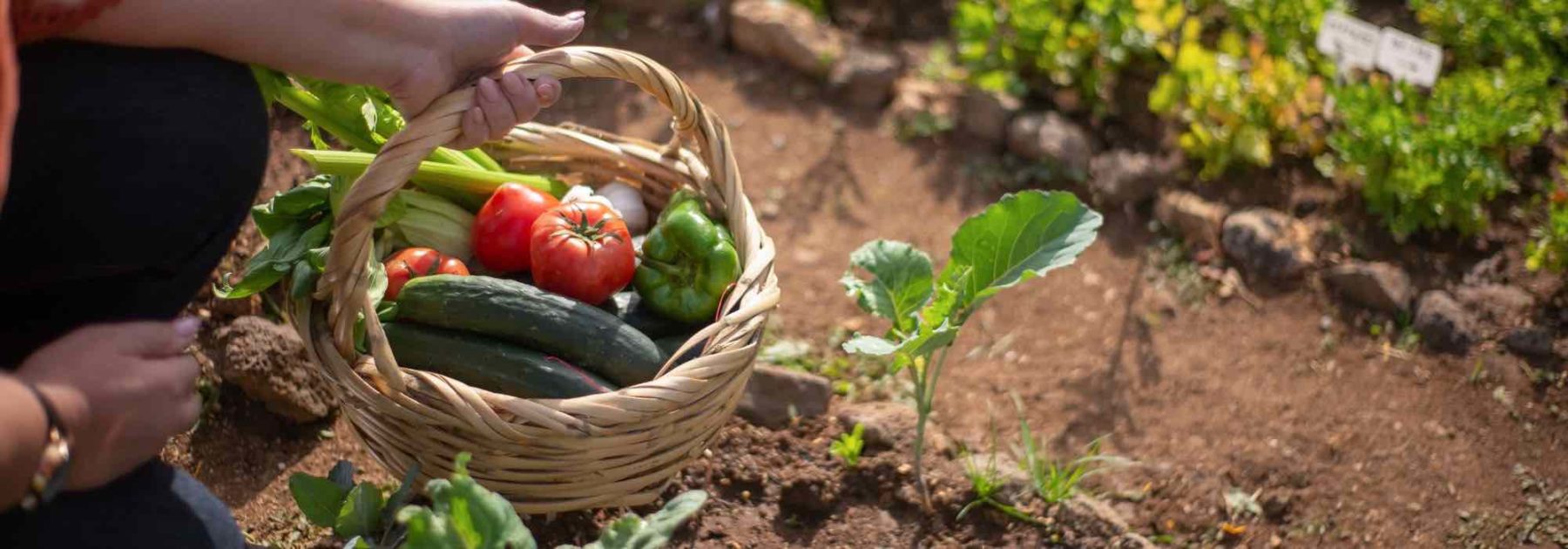 Comment bien choisir l'emplacement du potager ?