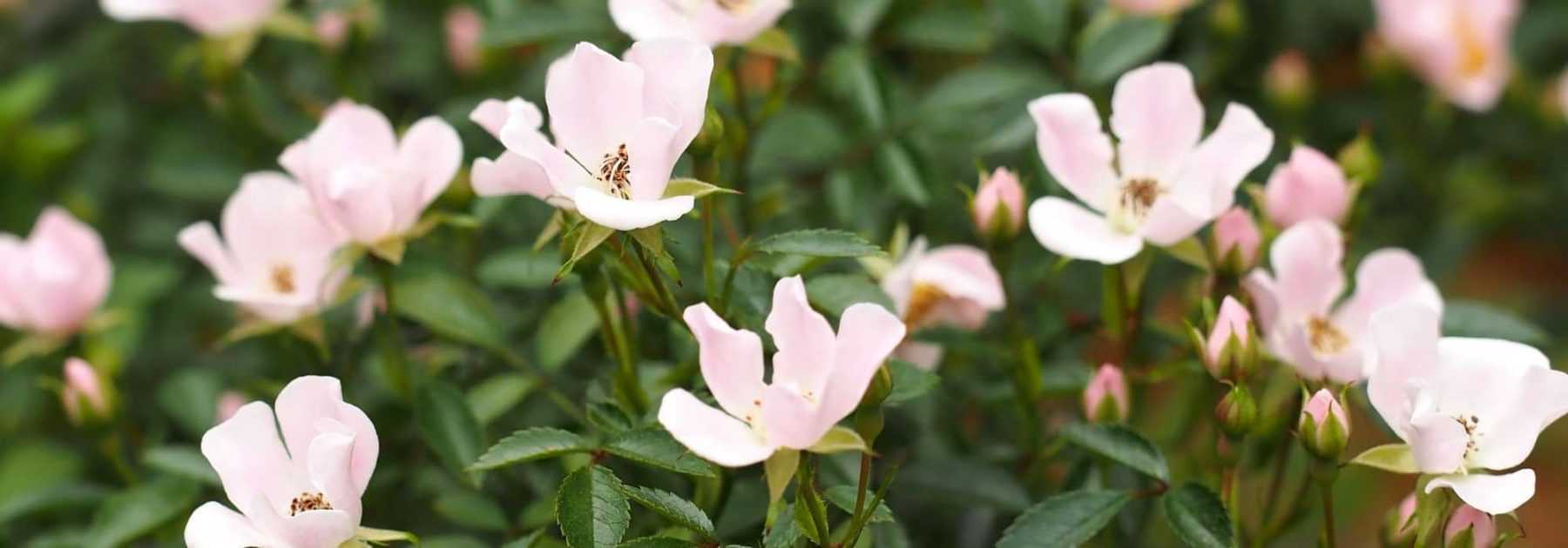 8 rosiers à petites fleurs à avoir dans son jardin