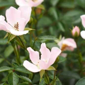 8 rosiers à petites fleurs à avoir dans son jardin