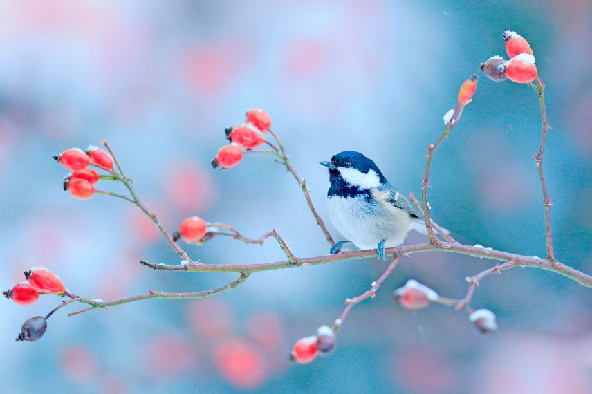 Que faire au jardin en janvier