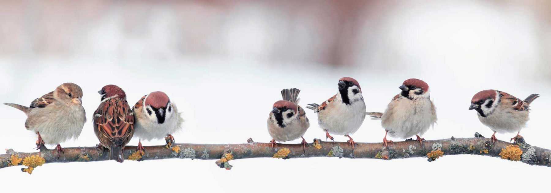 Que faire au jardin en janvier ?