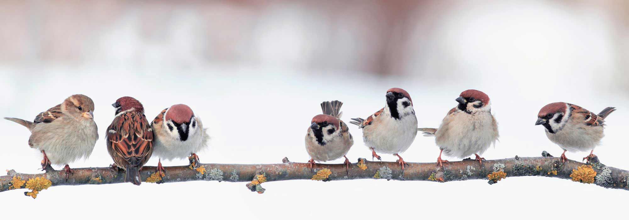 Que faire au jardin en janvier ?