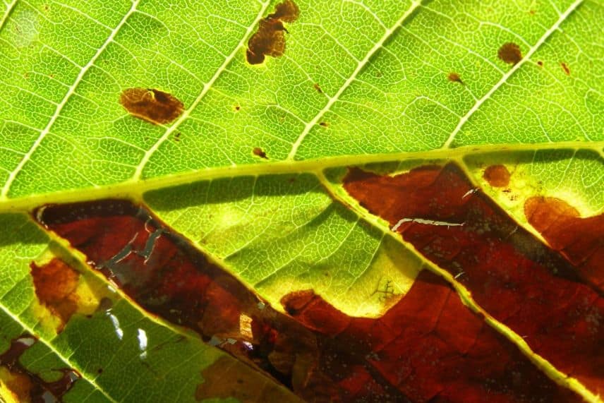 Les maladies et parasites du marronnier - Promesse de Fleurs