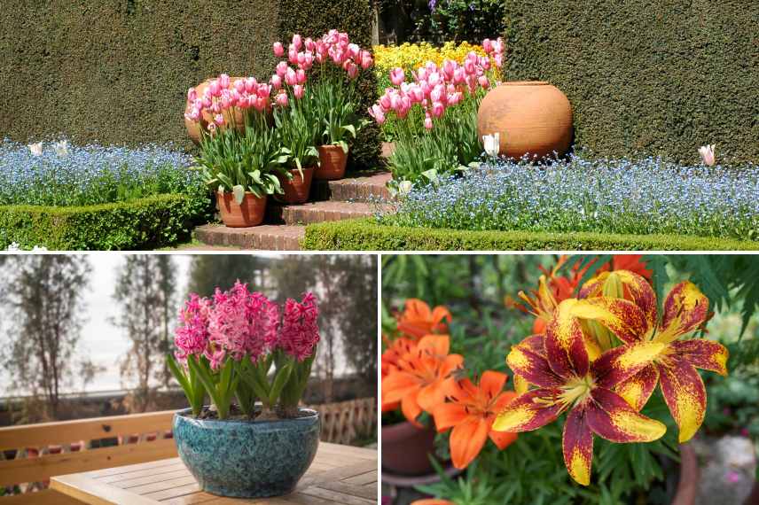 bulbes pour pot bac jardiniere, meilleurs bulbes pour pot