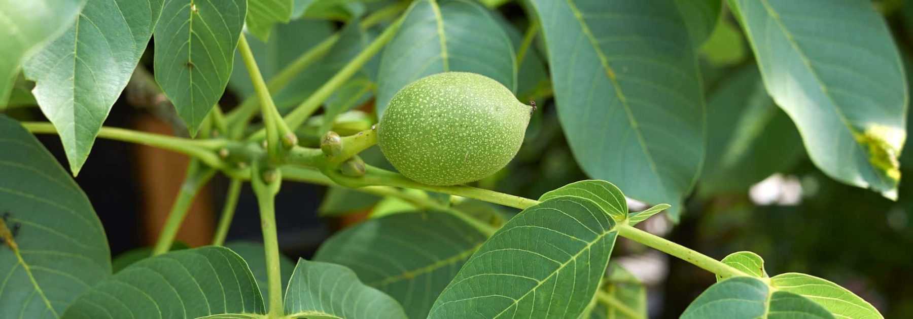 TUTO VIDÉO - Cicatriser une branche ou un tronc d'arbre : pourquoi et  comment ? - France Bleu