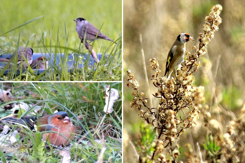 Installer une mangeoire à oiseaux dans mon jardin - Instinct Animal