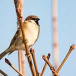 Le déclin alarmant des oiseaux : une alerte pour l'ensemble du vivant