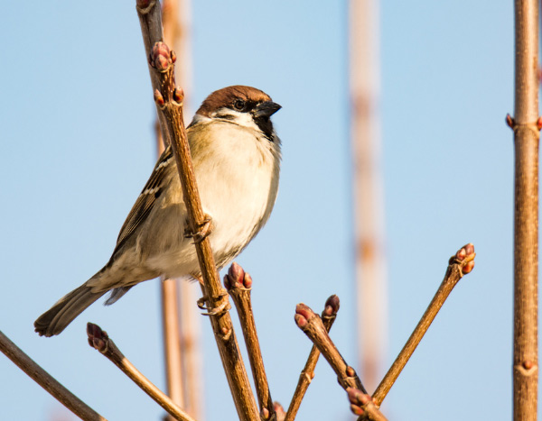 Le Blogue Jardin: Nettoyer les nichoirs pour oiseaux