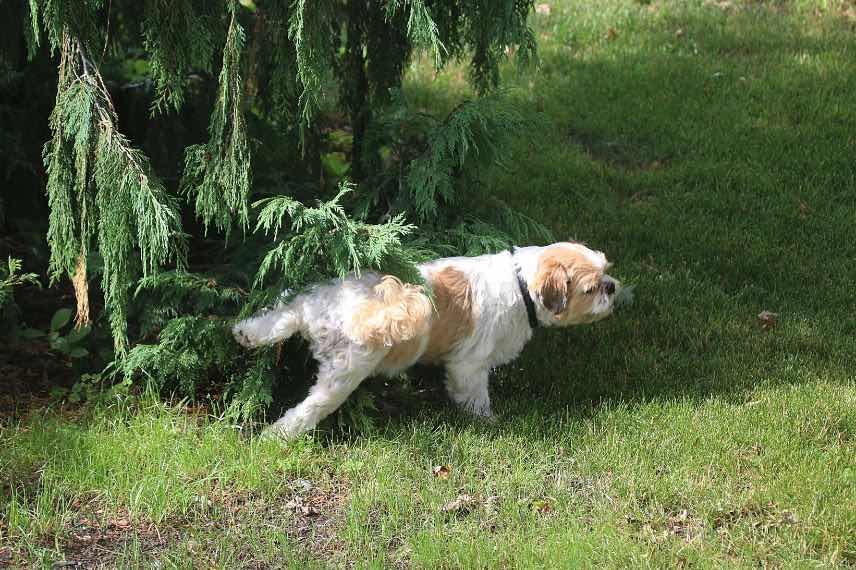 Le trèfle contre l'urine de chien sur la pelouse - Jardin au Naturel
