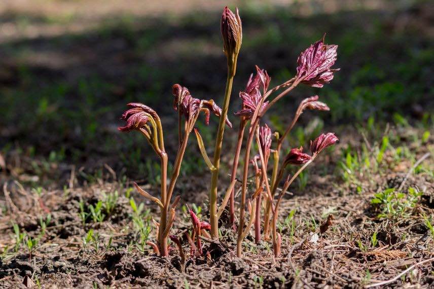 paeonia lactiflora