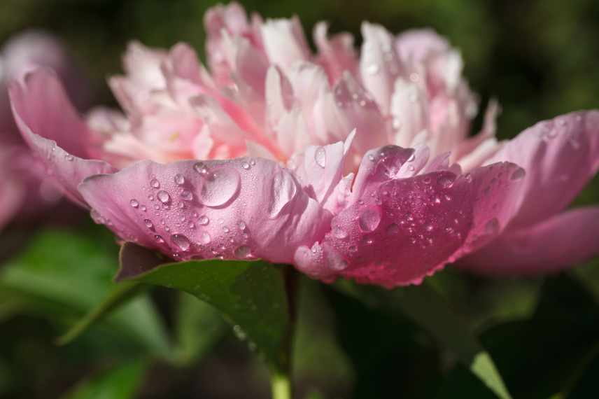 jardiner sous la pluie, que faire au jardin sous la pluie