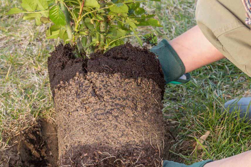 Que planter au printemps 