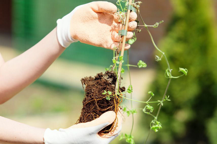 Que planter au printemps 