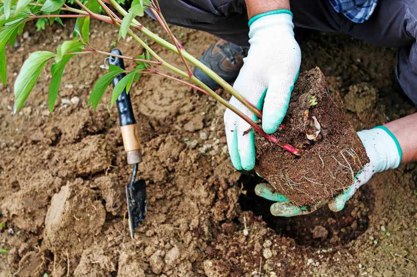 Que planter au printemps 