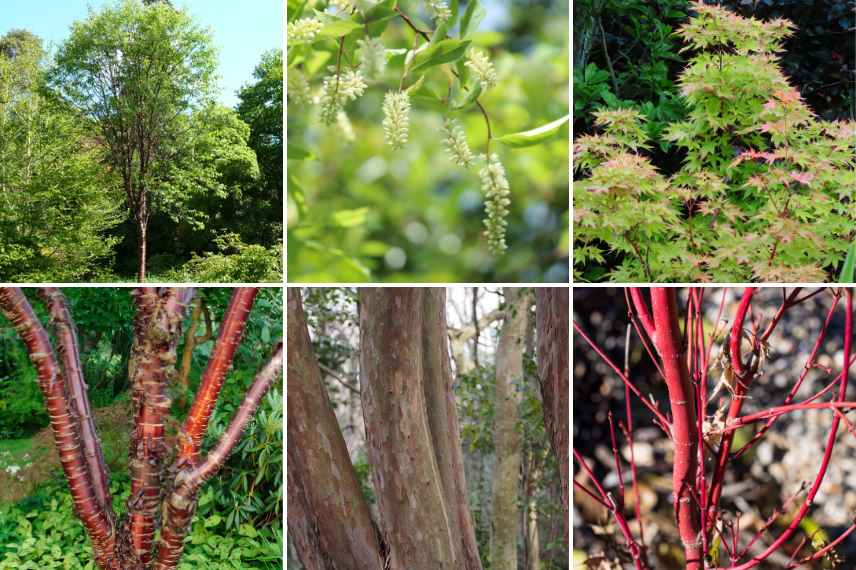 plantes belles toute l'année, jardin beau toute l annee, plantes arbustes vivaces beaux toute l'annee