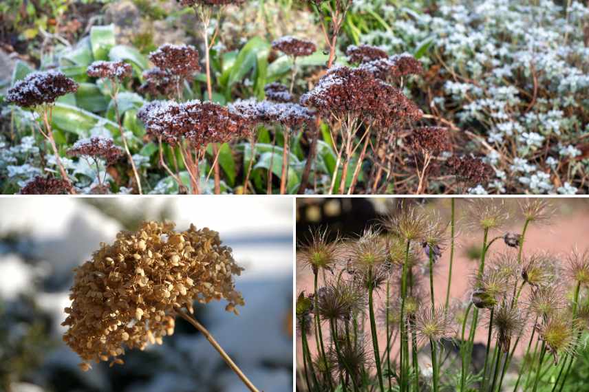 plantes belles toute l'année, jardin beau toute l annee, plantes arbustes vivaces beaux toute l'annee