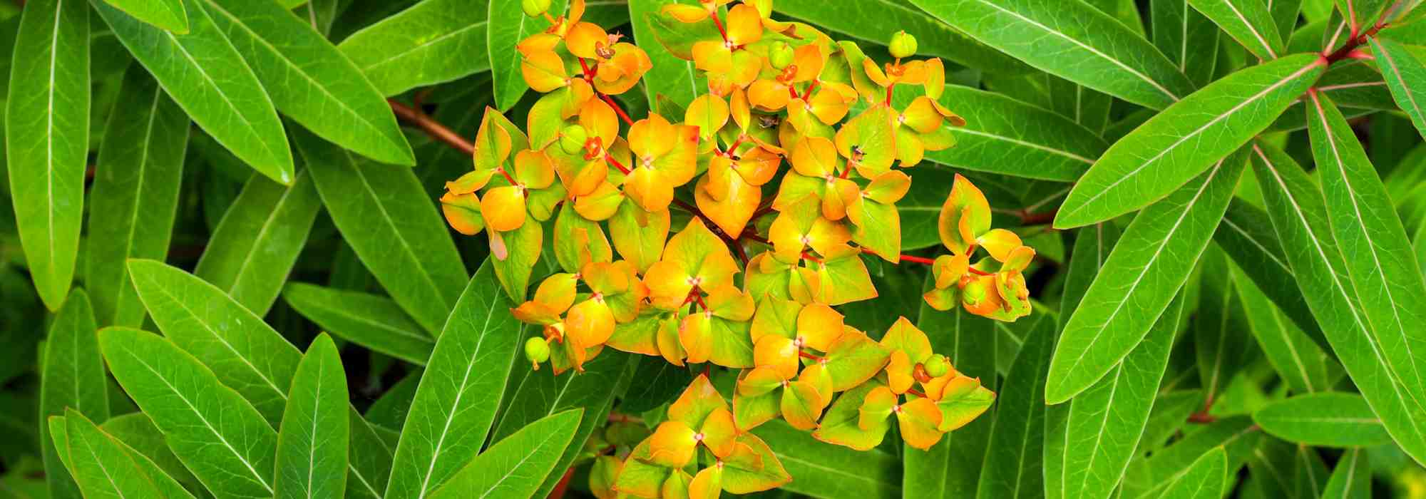 Des plantes belles toute l'année !